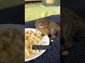 Meet the Pygmy Marmoset – The World’s Smallest Monkey #PygmyMarmoset #SmallestMonkey #TinyMonkey