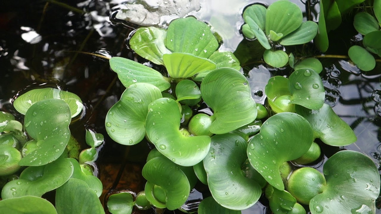 camera iphone 8 plus apk garden pond