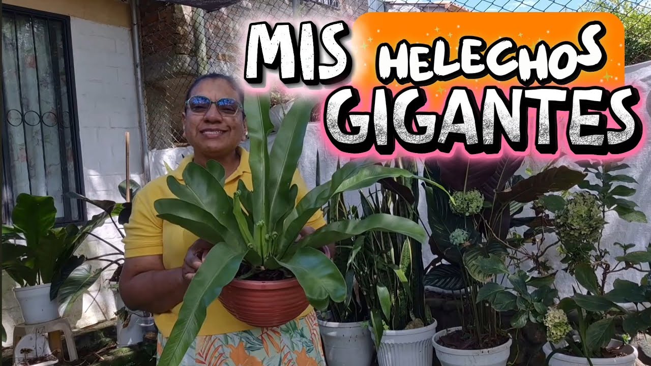 ESTOS HELECHOS SON MUY GIGANTES Y FACIL DE CUIDAR/Liliana Muñoz