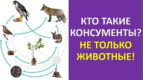 3. Кто такие консументы? Не только животные!