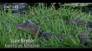 See Baby Gators, Protective Mama Gator & Bellowing Daddy Gator On Life Science At A Social Distance