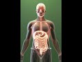“Tigernut Inside the Human Body: The Hidden Journey of Energy, Digestion, and Cellular Activation