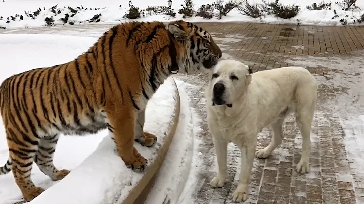 💖 30 Minutes of ADORABLE Wild Animals 🐻 | Funny Pet Videos thumbnail