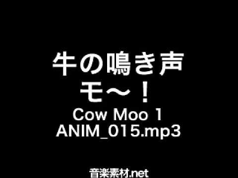 【効果音素材】牛の鳴き声 モ~! Cow Moo 1 ANIM 015 mp3