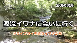 源流イワナに会いに行く / 宮城の渓流 / みちのく釣りの旅 ﾌﾗｲﾌｨｯｼﾝｸﾞ