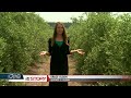 Move Over Peaches: Olives Could Be Georgia's New Crop | GPB News