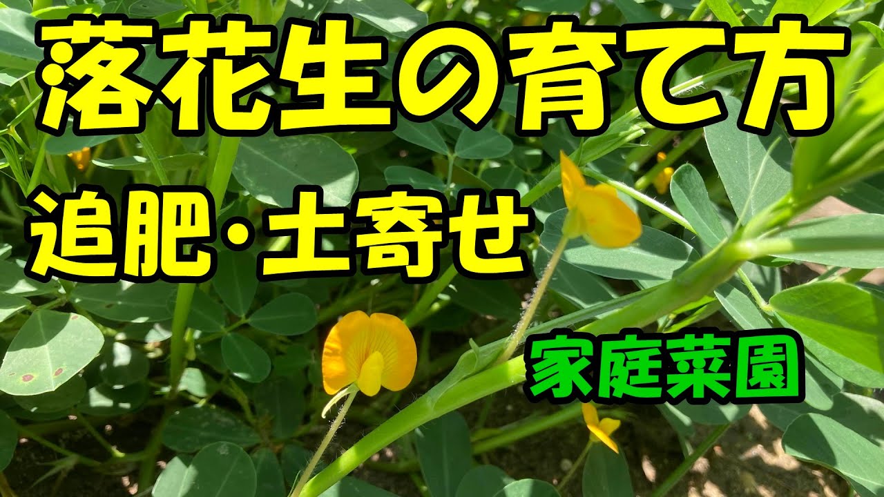 落花生の育て方 追肥 土寄せ How To Grow Peanuts Youtube