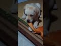 【噛みまくり】何でも盗むラブラドール#shorts