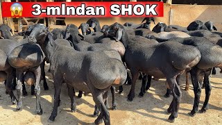 🚨 3 MLNdan SHERZODdan 2 BAROBAR ARZON NARX TUSHTI 😱💥 Shoshiling!