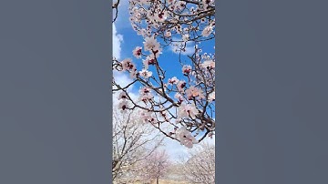 Thumbnail of Apricot #blossom #song #india #ladakh #nubravalley