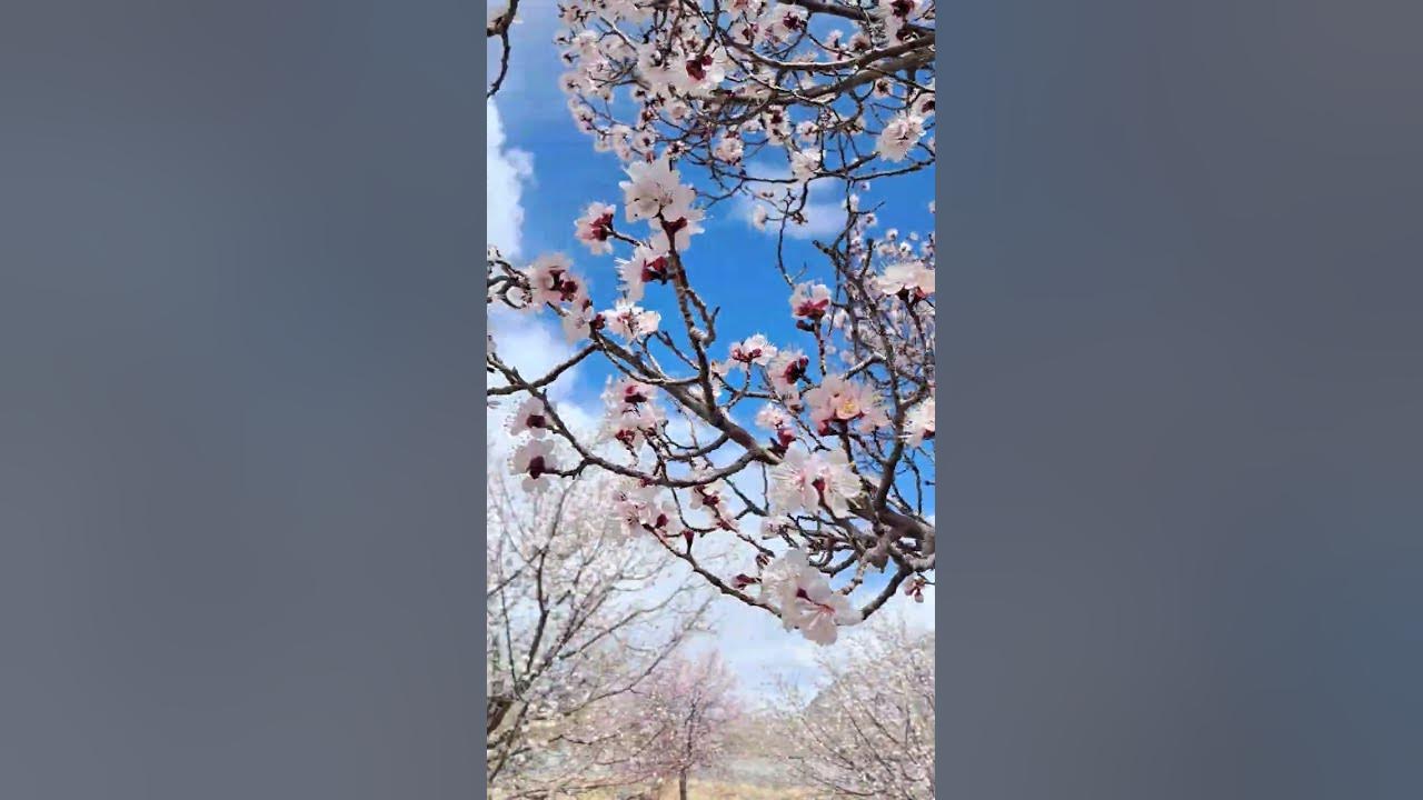 Apricot #blossom #song #india #ladakh #nubravalley