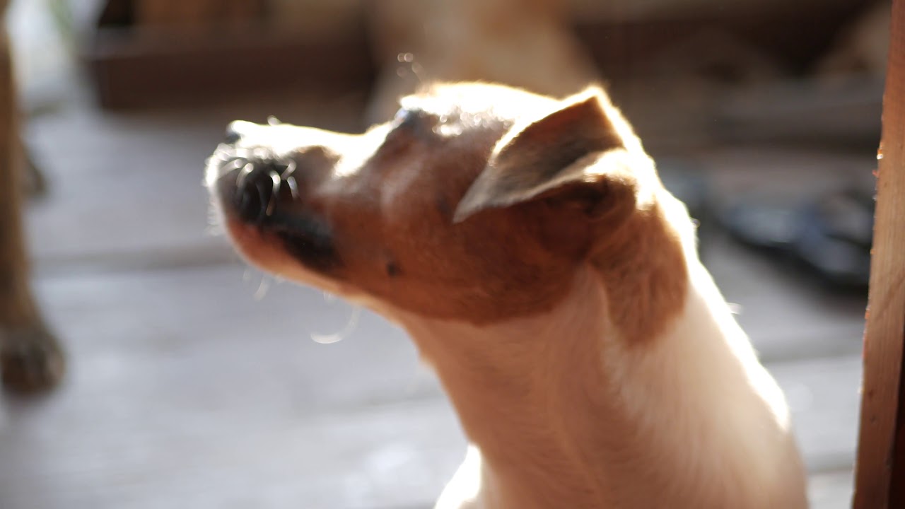 cute puppy WhatsApp status video cute dog WhatsApp status video free