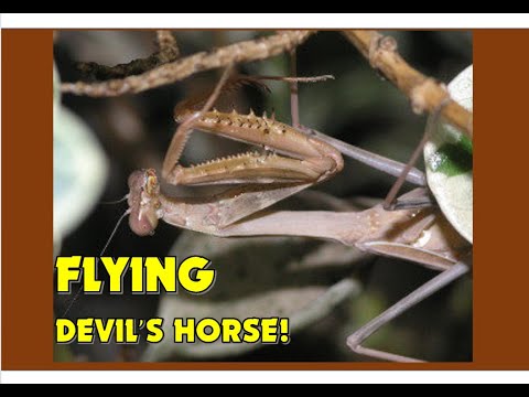 The Flying Devil's Horse!