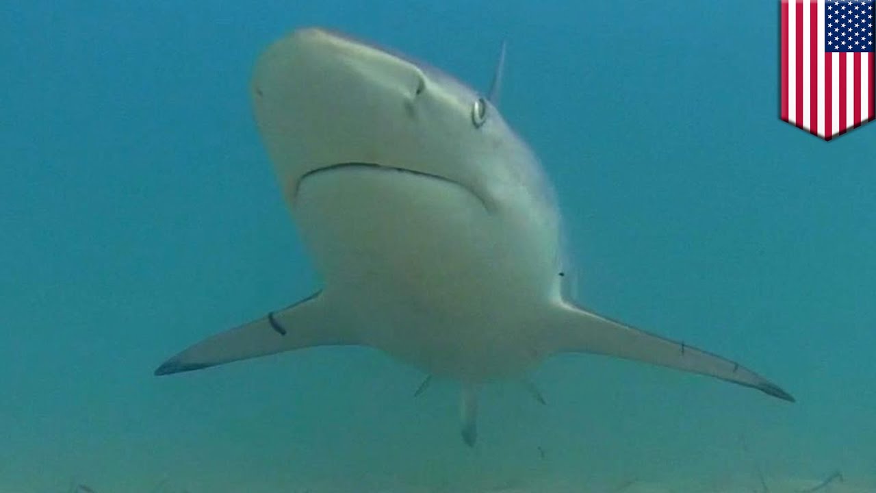 Para Ilmuwan Mengatakan Ribuan Hiu Berenang Di Dekat Pantai Florida Tomonews