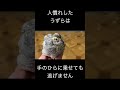慣れてるうずらと慣れないうず