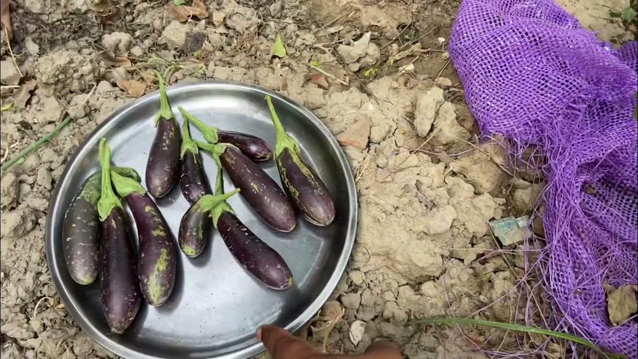 Brinjal Harvesting in Home, Baigan Ki Kheti Kaise Karte Hain YouTube