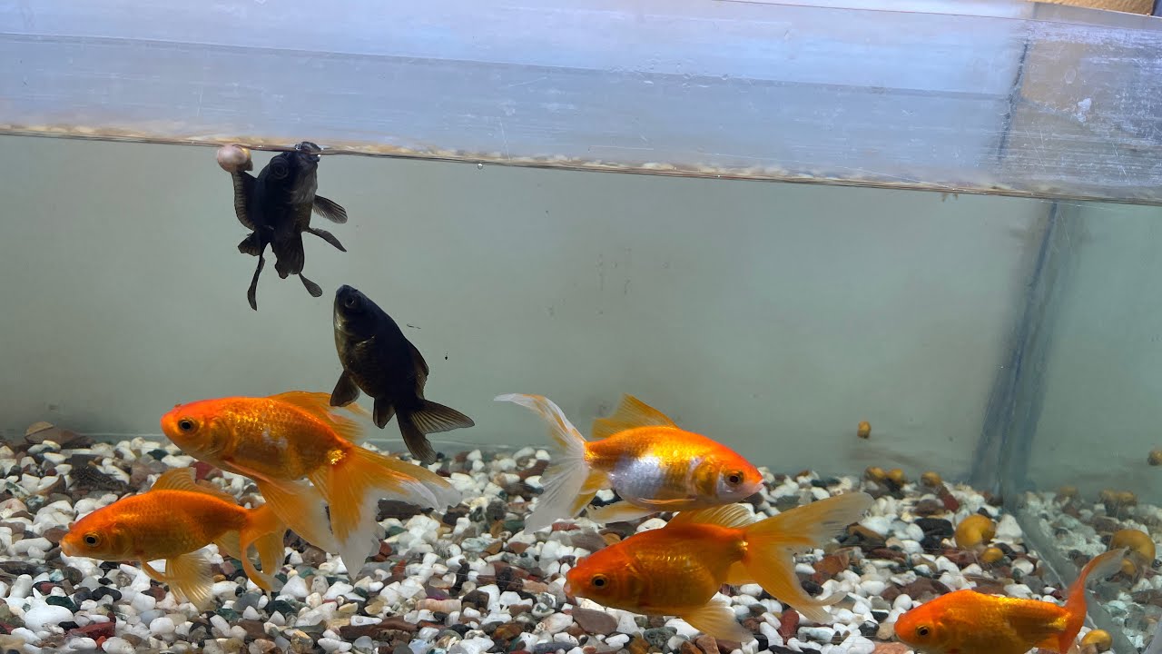 Aaj hamara finally gold fish ka tank setup 50% complete ho gya 😍 #goldfish #petsvlog