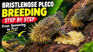 Bristlenose Pleco Breeding: Step by Step How to Breed Guide!