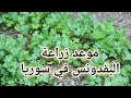 موعد زراعة بقدونس 