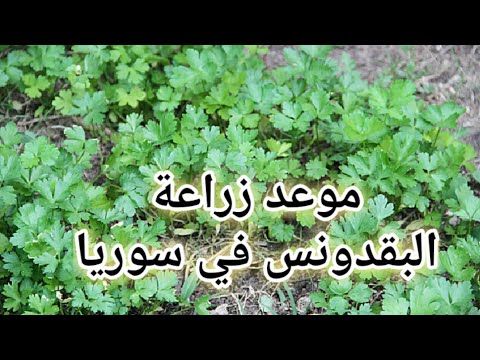 موعد زراعة بقدونس