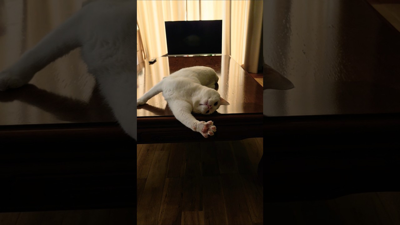 うにゃうにゃしちゃう猫さん😺