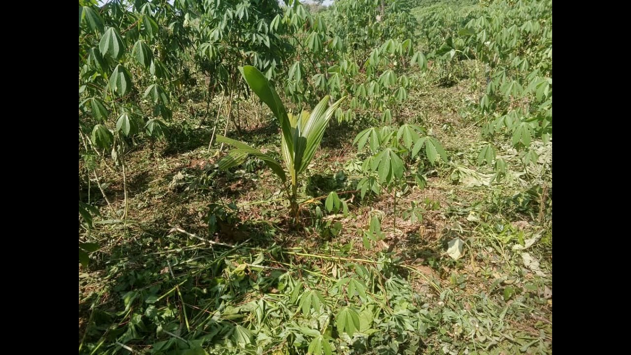 Coconut and cassava farm intercropped pt2