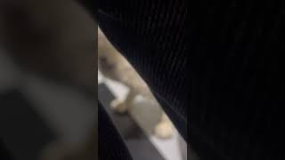 Nina Loves To Play Now.