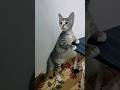 let's play with kittens🐾🐈⬛ #trending #viral #viralshorts #cat #cats #catlover
