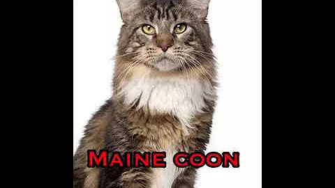 Watch the video about Most Popular & Most Beautiful Cat Breeds No. 1 #shorts