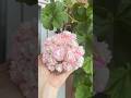 Одна из лучших #пеларгония April snow, старый сорт #цветы #pelargonium #flowers #plants