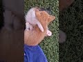 Playtime proves love 🐾❤️ #cats #kittenlove #playtime #adorable #cute #petmoments #furryfriends #love