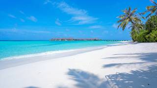 Paradise Found: Ocean and Wild Beach! Maldives 4K ULTRA HD