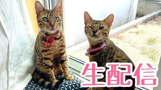 【ゲリラ生配信】ランチタイムにお邪魔します生配信5/27