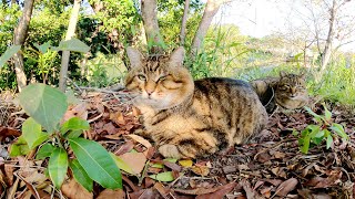 崖っぷちにある猫の巣を覗いたら、顔のデカい猫にメチャクチャ警戒された