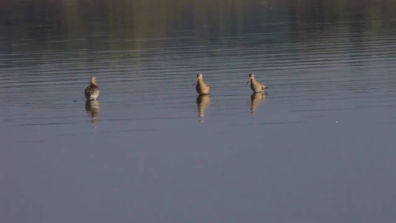 Szlamnik (Limosa lapponica)