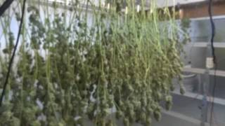 Site M  Harvest Update