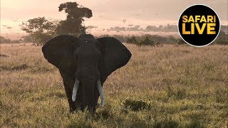 safariLIVE - Sunset Safari - July 11, 2019