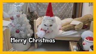 방꾸미기 고양이방 인테리어 merry christmas 🥰🥰🥰 by 써니포캣 sunny4cats 1,848 views 2 years ago 3 minutes, 12 seconds