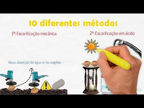 Vídeo: Escarificação é a germinação das sementes. Como fazer certo