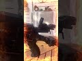AR6 Hintere Picatinny Schiene / Backmount Picatinny  für Steambow Stinger AR6 Compact und Tactical