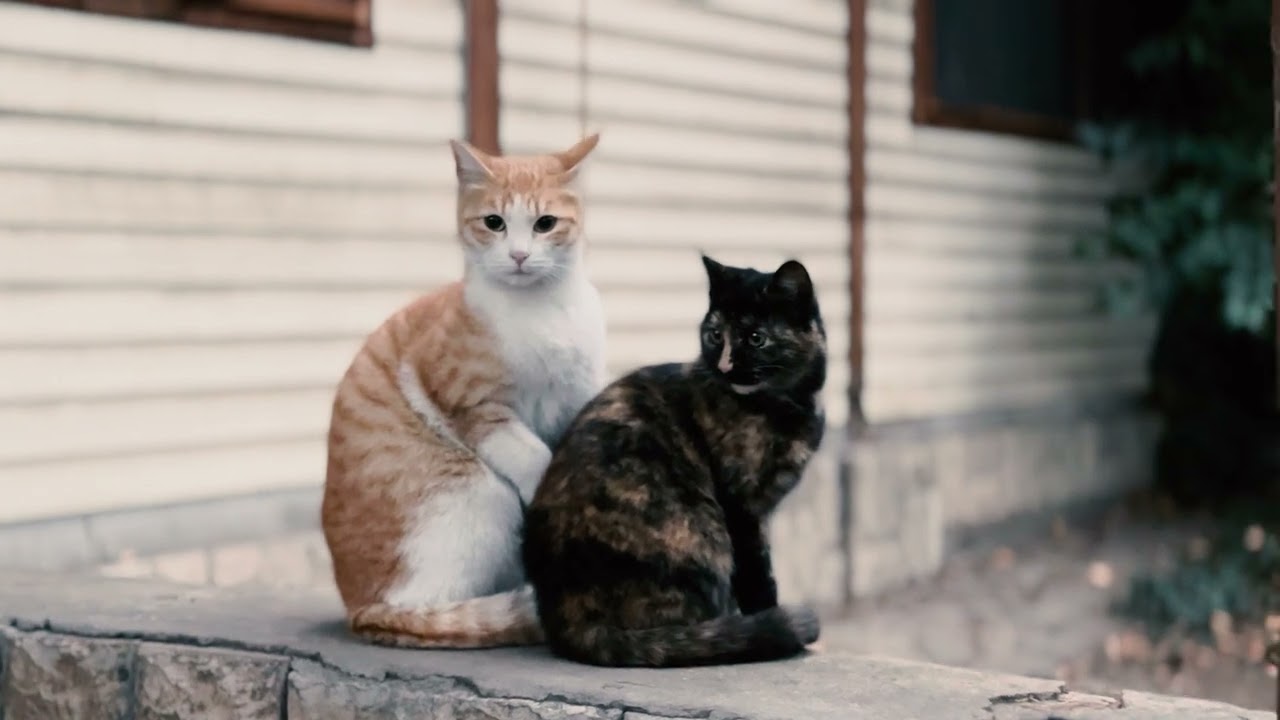 Shalo'mi - Purple Dream