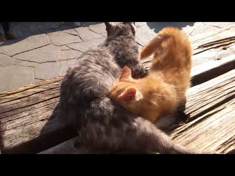 ベンチの上にいる野良猫親子が可愛過ぎる