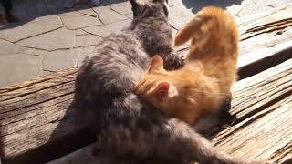 ベンチの上にいる野良猫親子が可愛過ぎる