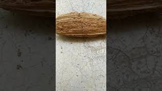 Smallest Coconut of the World