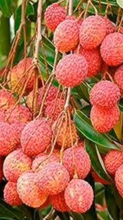 giving-lichi-to-my-6-month-baby-for-the-first-time-summer-baby-food
