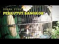 perkutut bangkok suara LELAH memikat PERKUTUT BANGKOK lainya ikut BUNYI. coba saja