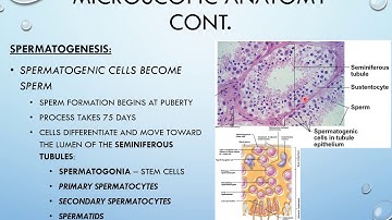 Reproductive System Lecture Video