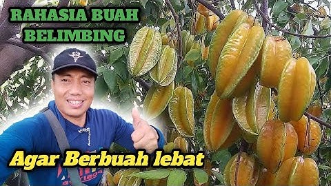CARA MEMBUAHKAN BELIMBING MUDAH DAN LEBAT