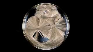 How to Grow Sodium Acetate Crystals