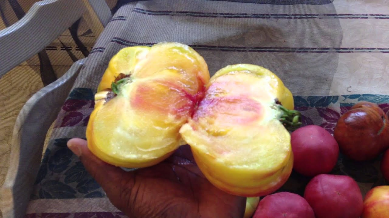 Gold Medal Tomato Sliced - YouTube